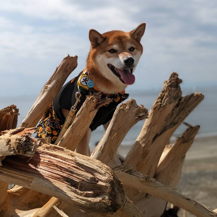 7c96c51a 008a 4299 8b59 ef22c16ef08a 1696563397029