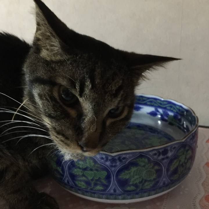 7c96d43e a8a6 4207 8268 1ae99942ae84 1534306962191