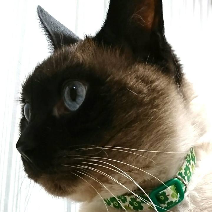 7c97102d 5b0a 445c b833 c77d70f64100 1524299116631