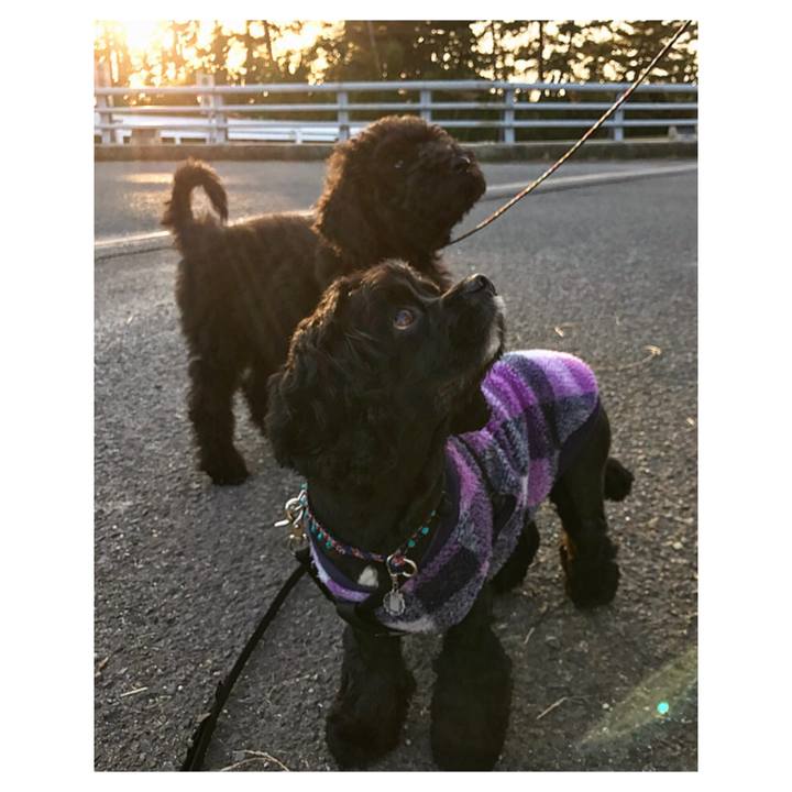 7c983aff 1c1b 473b ad1b ad11e51c4e45 1543566885653