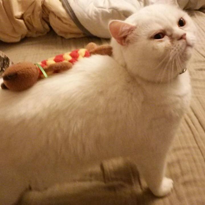 7c99e2f2 135a 49b3 84bd 861252e4b62d 1533461512961