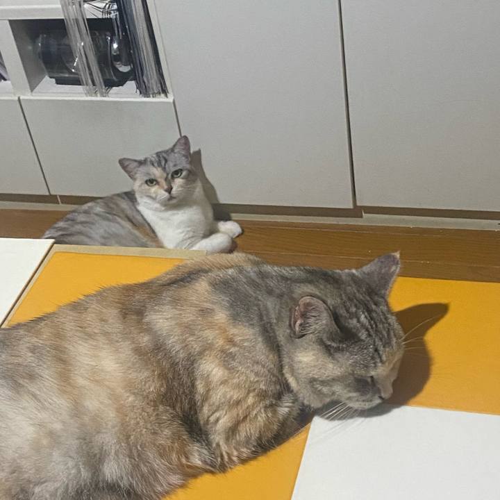 7c9a2a72 171d 4c19 a006 ed51332eaa67 1722699171305