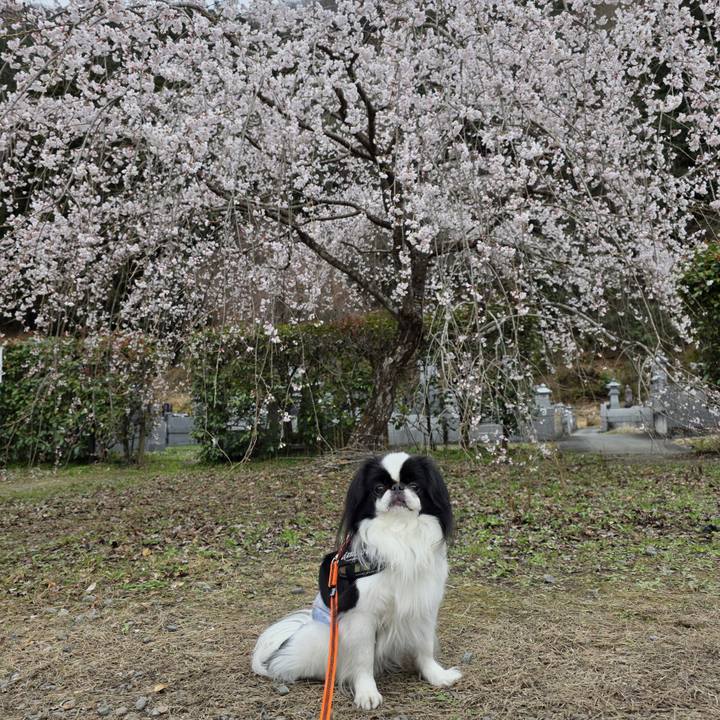 7c9c61c7 a1b4 4069 99c4 fc0b36eefbc3 1743423470182