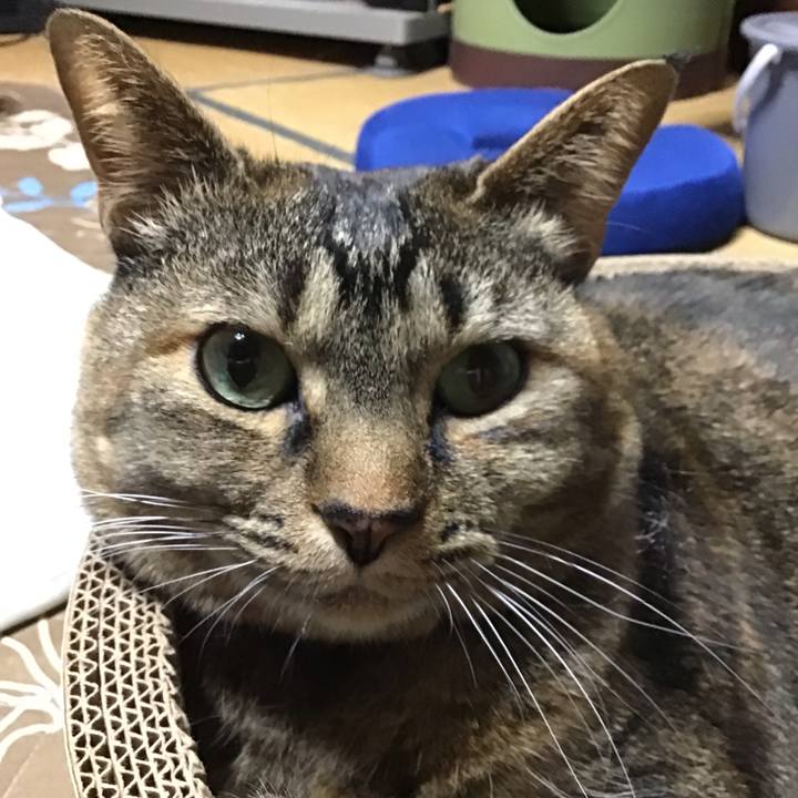 7c9efaf8 195c 4afb 86d8 5a0d159adc52 1743593331397