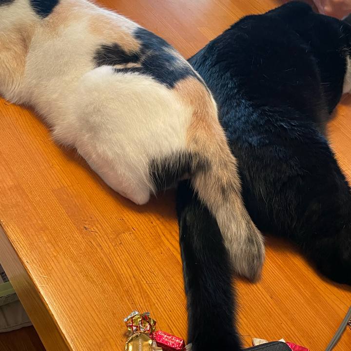 7ca0c2fc 63a6 493f 8862 f92192563f6e 1755562202320