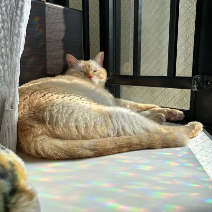 7ca0d872 30cf 4f88 a3c9 f6aa8d13f311 1755426767075