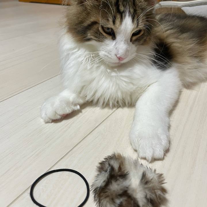 7ca8e23c b0bf 4c8c 9625 06994101968a 1636287030771