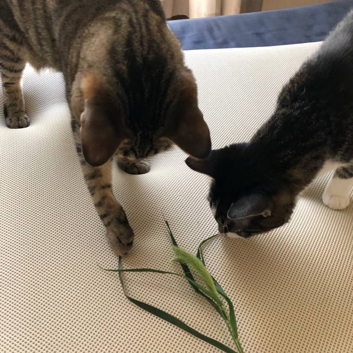 7ca96457 d07b 4520 bace fc7640a268b6 1530581033565