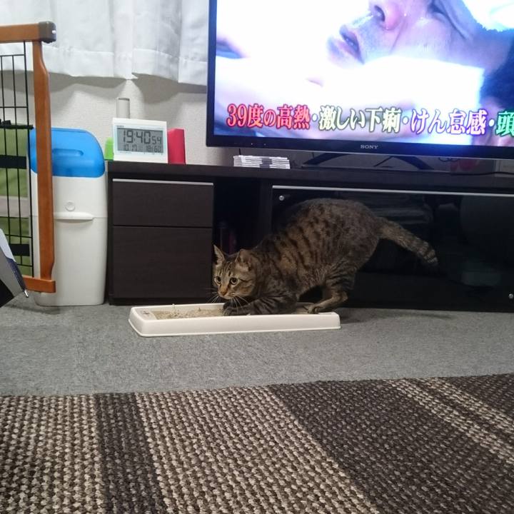 7cabd20a fea6 40cf a383 2a048d0ebc3b 1508236974629