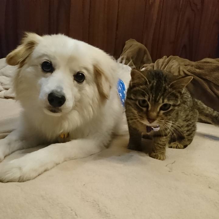 7cabf3a4 97ae 4484 9dad 70d79c6d6df8 1554210542058