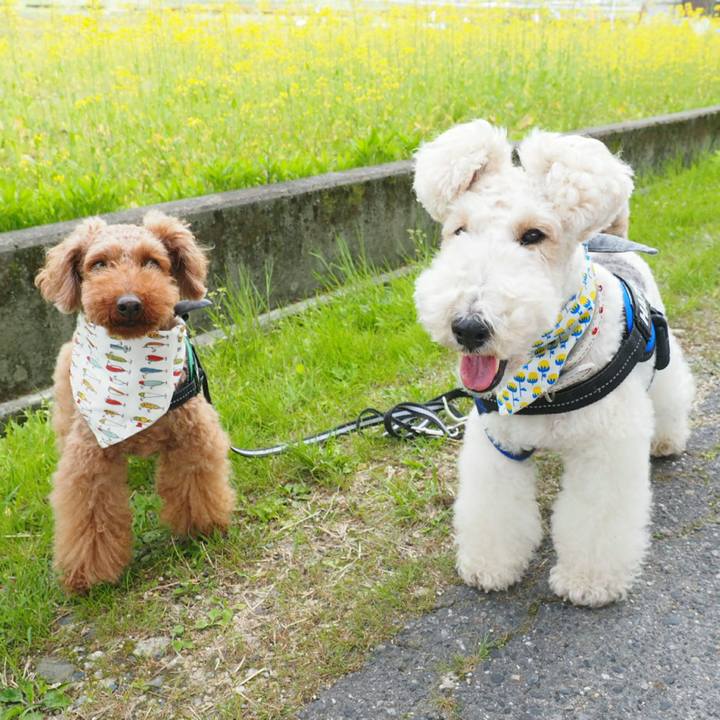 7cad2e88 6195 40e0 bdd3 aea6b9a5db2d 1524891428549