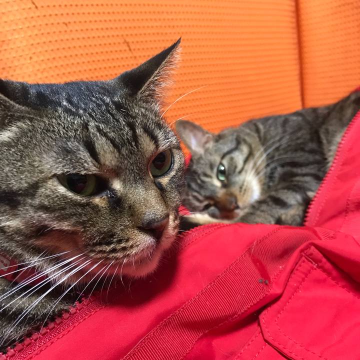 7cadf8a9 ec9a 4455 8bb7 7775d8c5be74 1543073515625