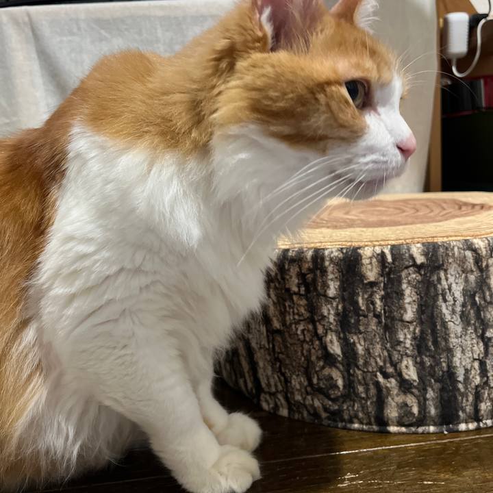 7cae307f 19ec 4e83 b070 756bfcfcf4ab 1635114404764