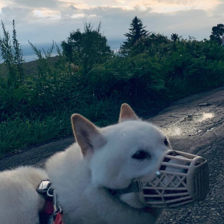 7cb0ffb3 8ea2 455c a31f 37283699baf4 1597437470722