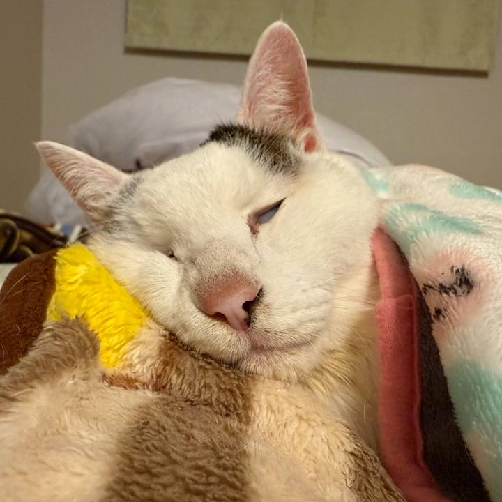 7cb43f2e 9bdb 4a35 91af 14fad0ebefcc 1762780658207