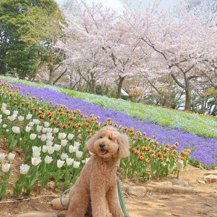 7cb4e4bd 5ea3 4d34 bf83 aa9cccb0453c 1522666362782