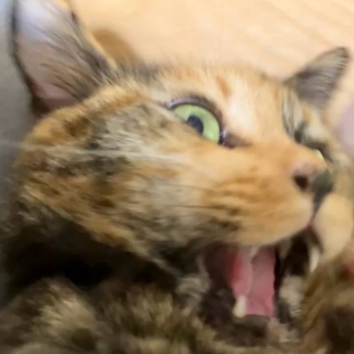 7cb5ddca 3d3d 496a 83ff 9a5ed02fdd39 1729884050531