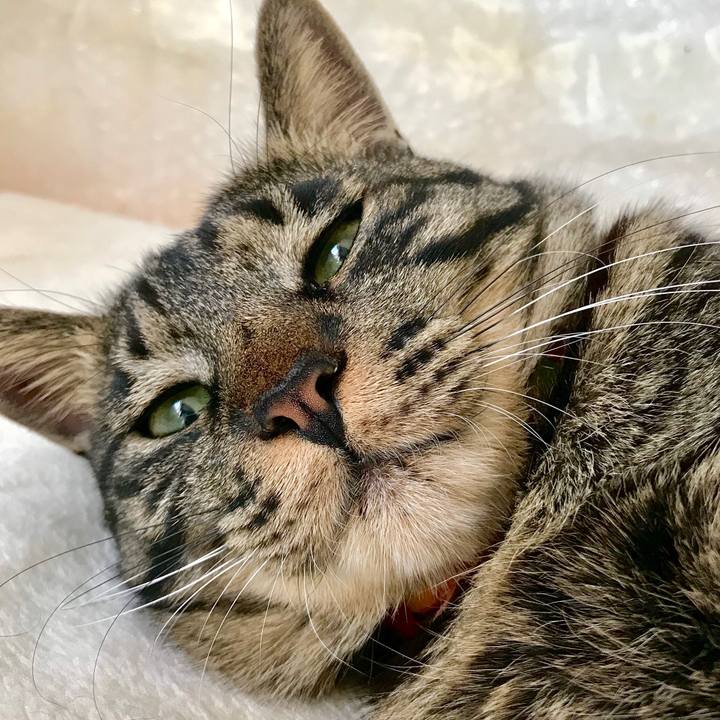 7cb62e97 2aac 4c22 8619 0de36f68d532 1587131100872