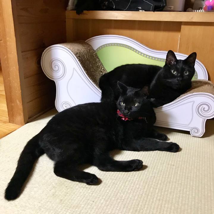 7cb6c88a 1087 46c9 a4ad 41dc05b30e31 1533033367311