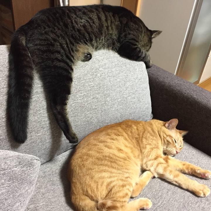 7cb78320 411d 465e b971 6a69b33af810 1534078593300