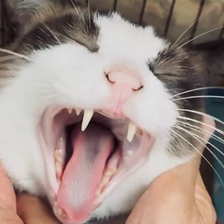 7cb7aa6d 2400 45b0 92ad 689086016733 1757125783007