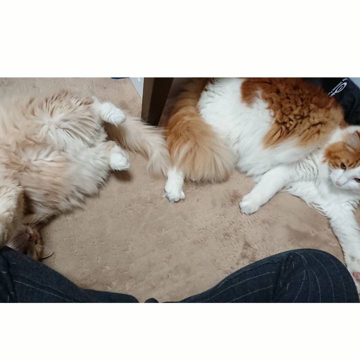 7cbc8d1c 16b4 4f37 bb51 4459b64906c3 1519602251176