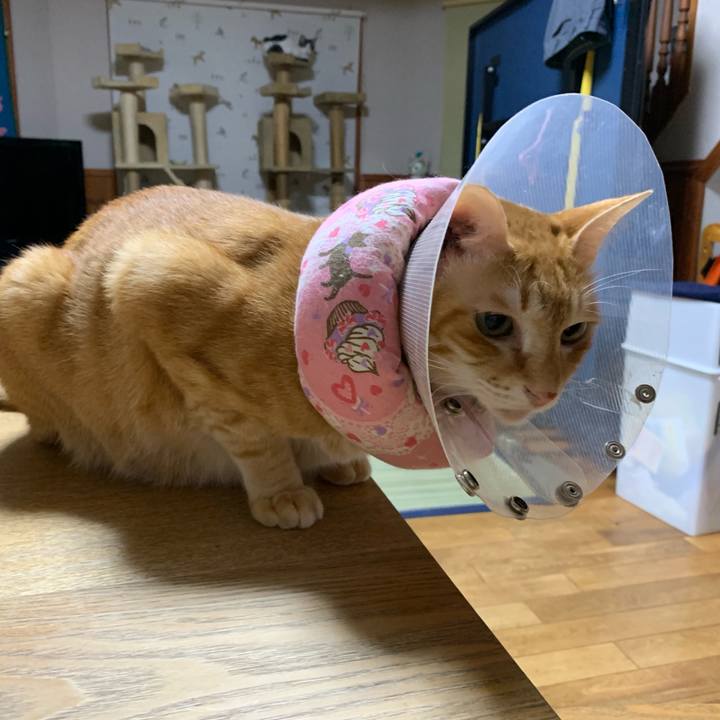 7cbd1690 b2a3 4519 b4c2 030894e4aa18 1561810171188