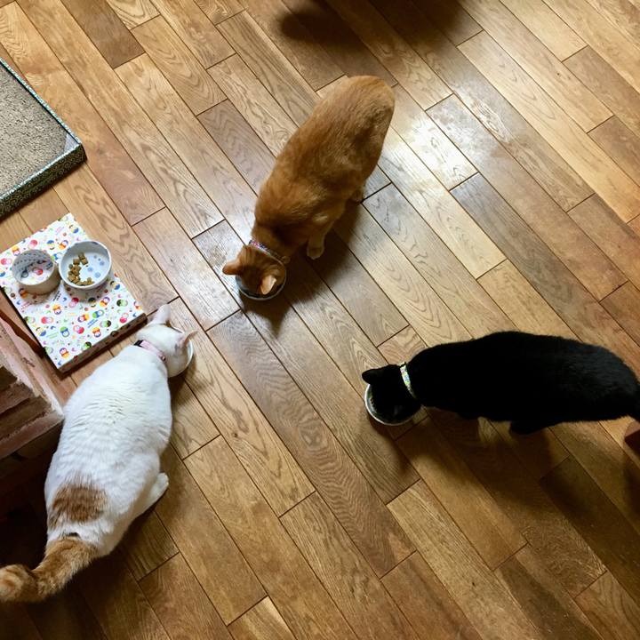 7cc3d148 c8ee 4cfa bddf e0a1c2afa671 1549686291437