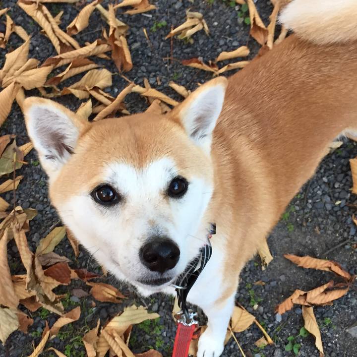 7cc4566f 3f37 47f4 8f59 e87b6d8780ce 1511314343988