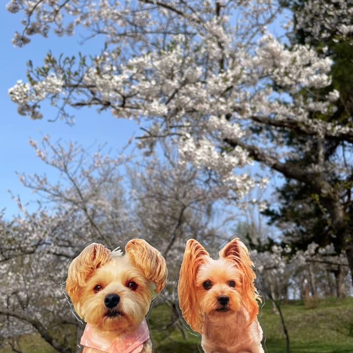 7cc8c796 be8c 4f1a 80aa 28ae25a776a7 1777278306418