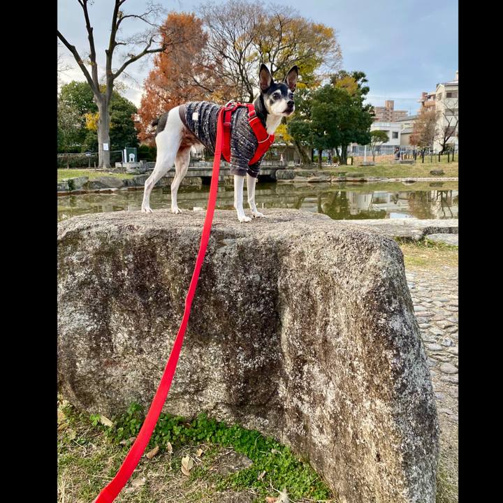 7cc8fcff a717 4c19 a540 2be1cf585e0c 1608345779732