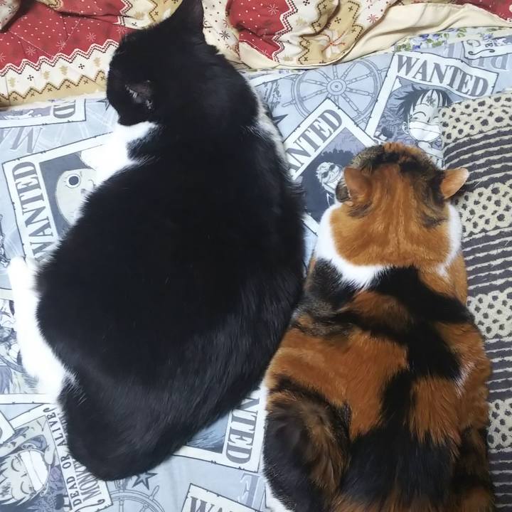 7cc9cf21 6a64 4a22 a618 ecce434020ba 1573997532077