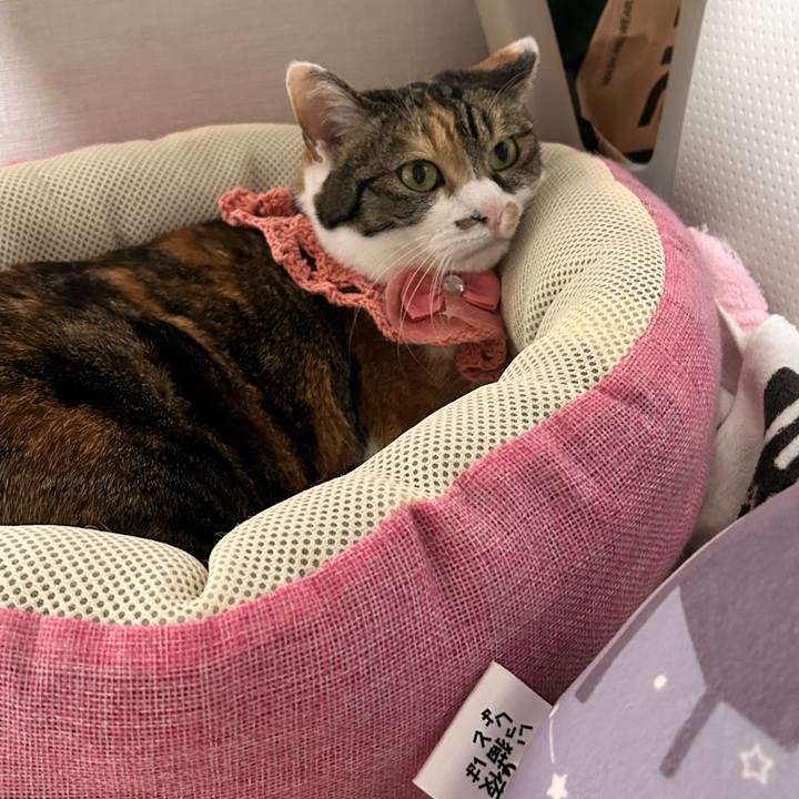 7ccc3ace 5825 47bf a87a 7e05d65a570d 1759258120928