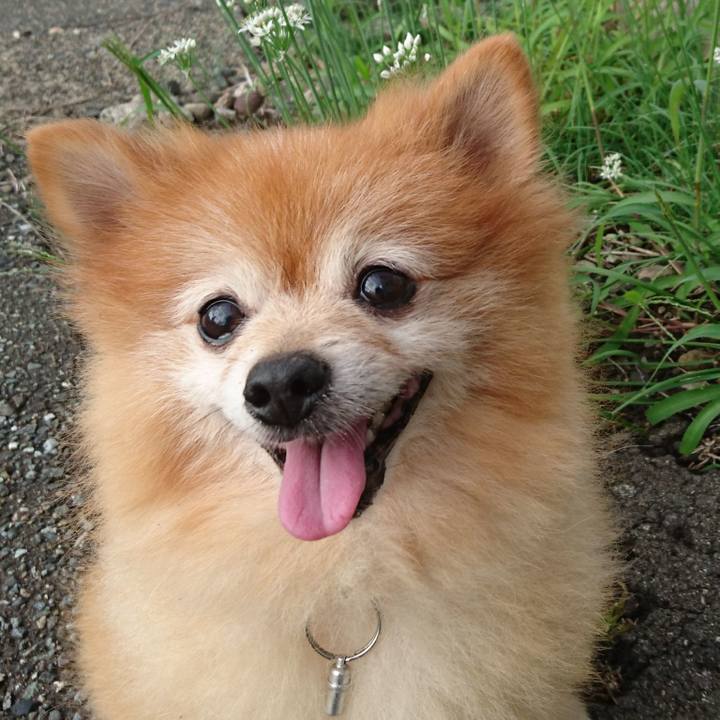 7ccf6955 5dca 439d 8851 13f87cdf7f14 1507901503434