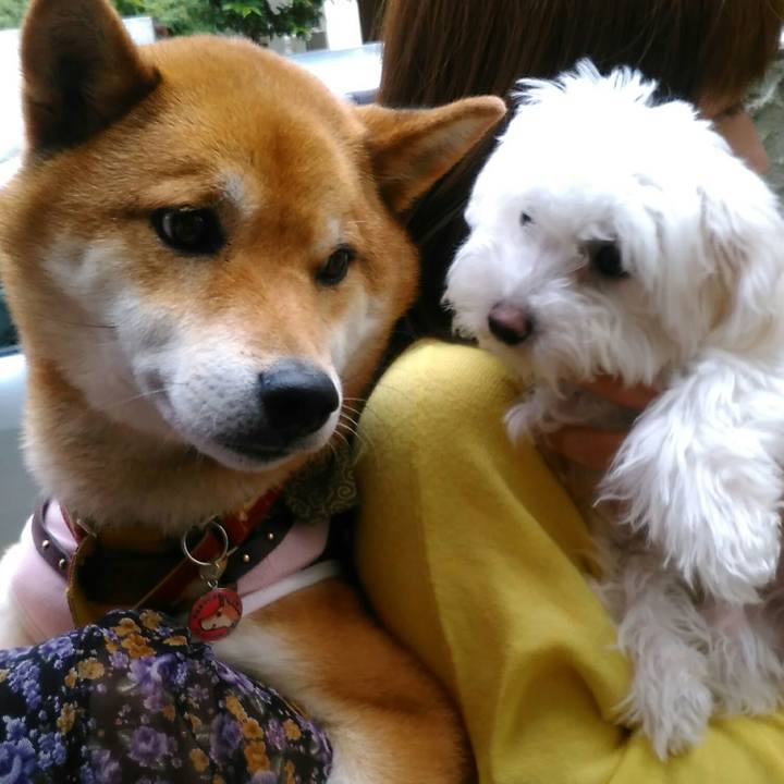 7ccfbd28 1456 4b33 9dff 7d08863b2536 1526104684431