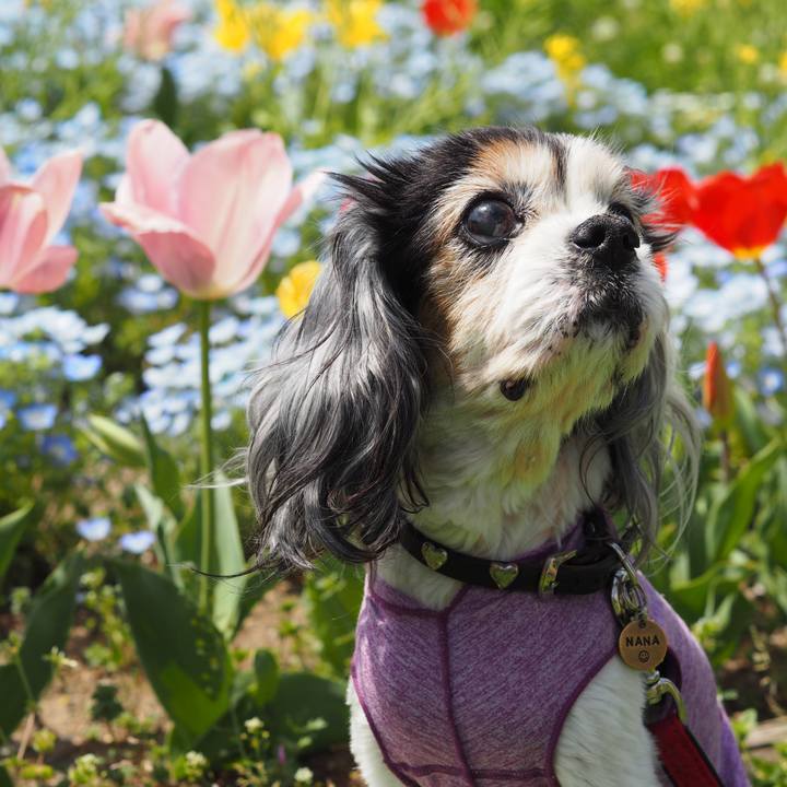 7cd14ab2 4277 4e80 ab99 07262de94f82 1617457800992