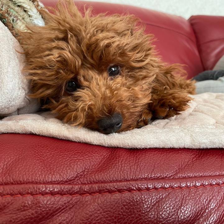 7cd33a85 98cd 4e5a a526 eb12f7ec2dc6 1610542324132