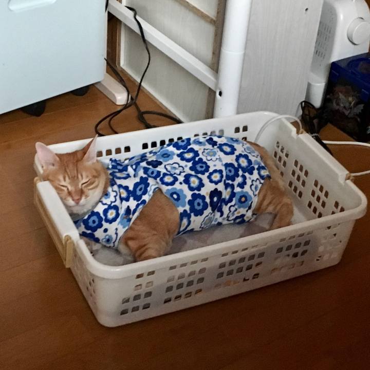 7cd844b5 49d9 4ee1 ad0d 2884579552b7 1522379537990