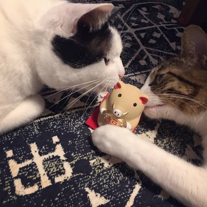 7cdca424 48df 426e 9376 d3680c078484 1544888066974