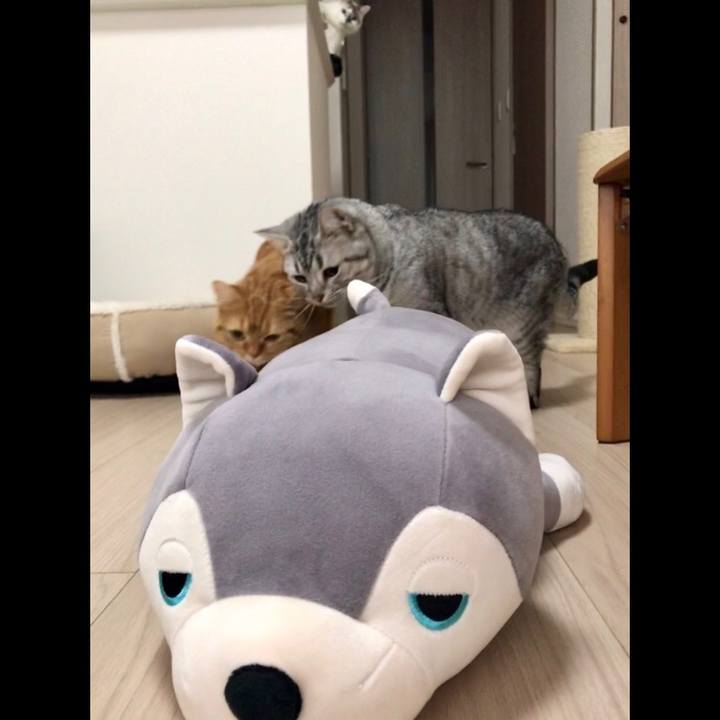 7cde4667 f361 497b a6e9 68dcbe981308 1514078576919