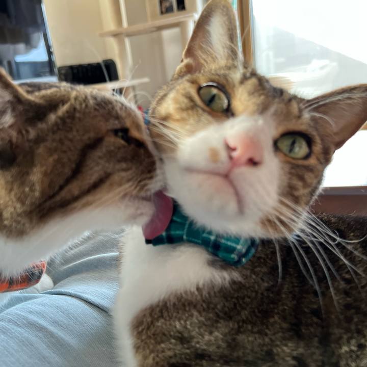 7cdff354 0c97 4db5 ba6a 739a29f9ed77 1766979201155