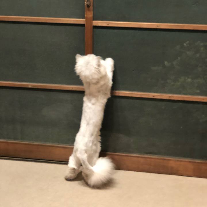 7ce0ca4d 3857 476e acc4 e38b32fe012d 1559735056057