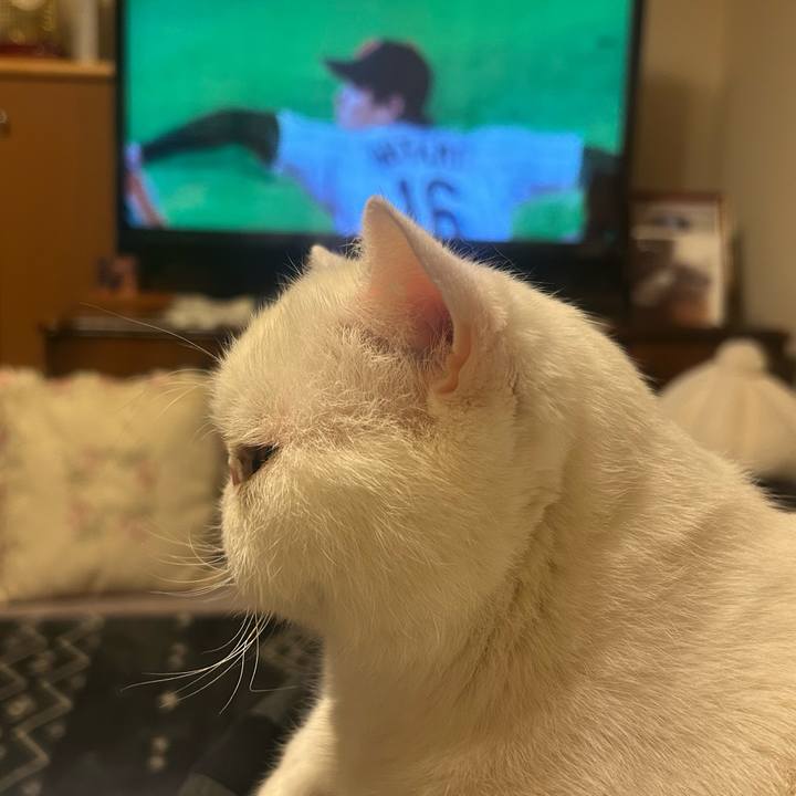 7ce55f22 ff1f 44b3 b600 3b4e04050e3f 1772975632323