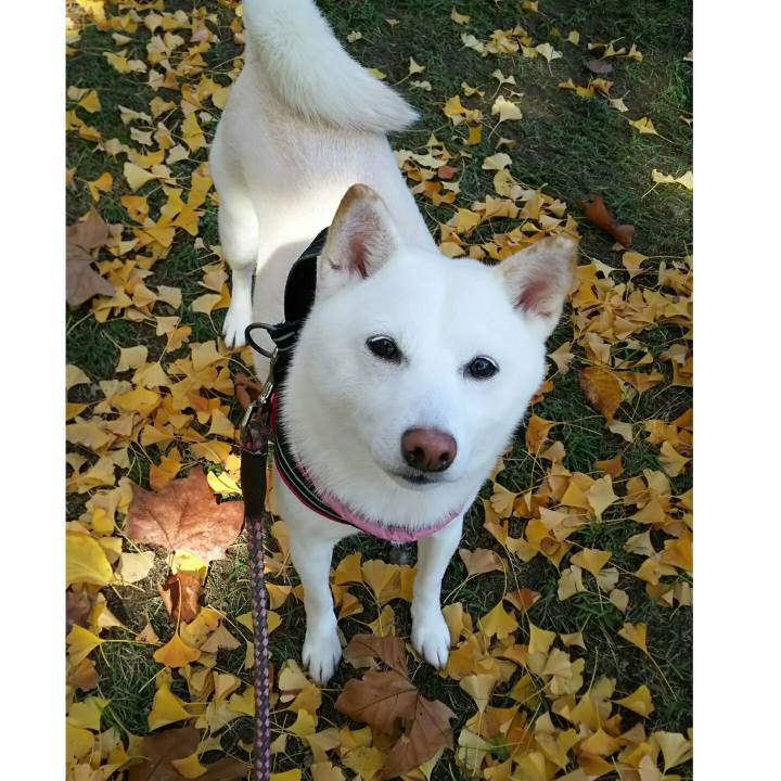 7ce6abb8 785a 4d70 b022 2d8c10d8d741 1542338409638