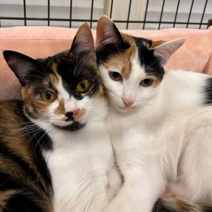 7ce9232d 8085 4ce4 b6b5 6654f3edbed8 1770636850365