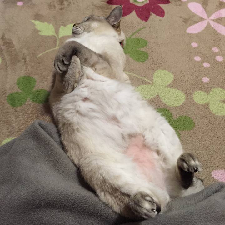 7ce95778 4b2b 4936 b18d cc6f6dbbd4d0 1543833485460