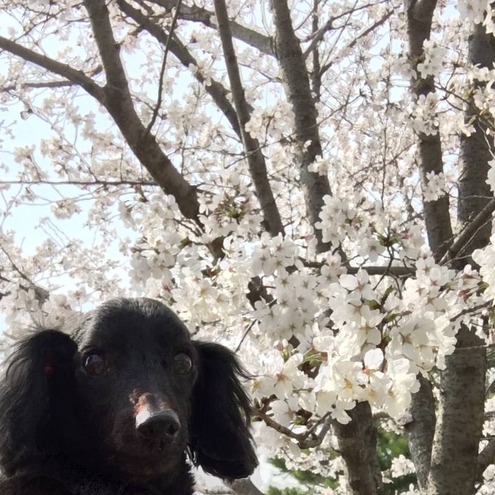 7ceeb087 b947 4742 964b d078852256a6 1522190112091