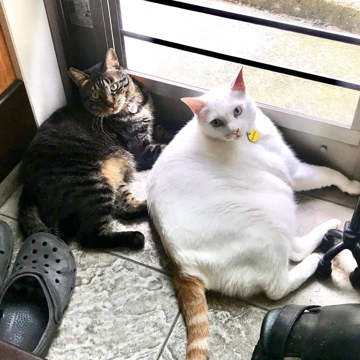 7cf2aa75 369e 4f90 be07 7749dbb3d8ff 1597204106857