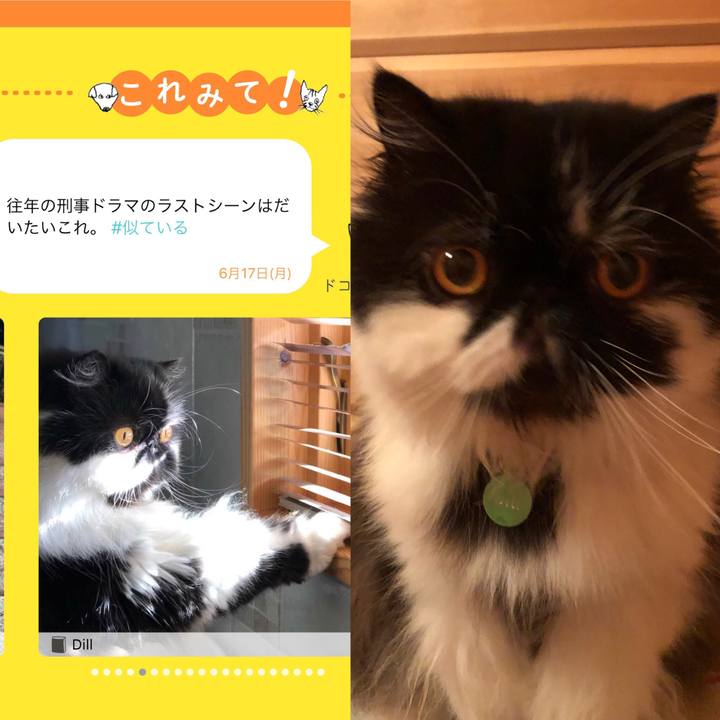 7cf487b9 f294 47fb a782 8d1367f51fe4 1560778557346