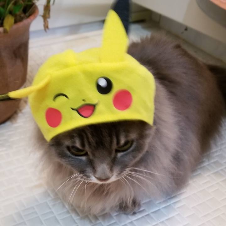 7cf8a913 a4b6 424e a9e5 c21c042aa13b 1550872416000